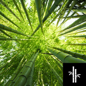 5 Benefits of Bamboo Extract for Hair