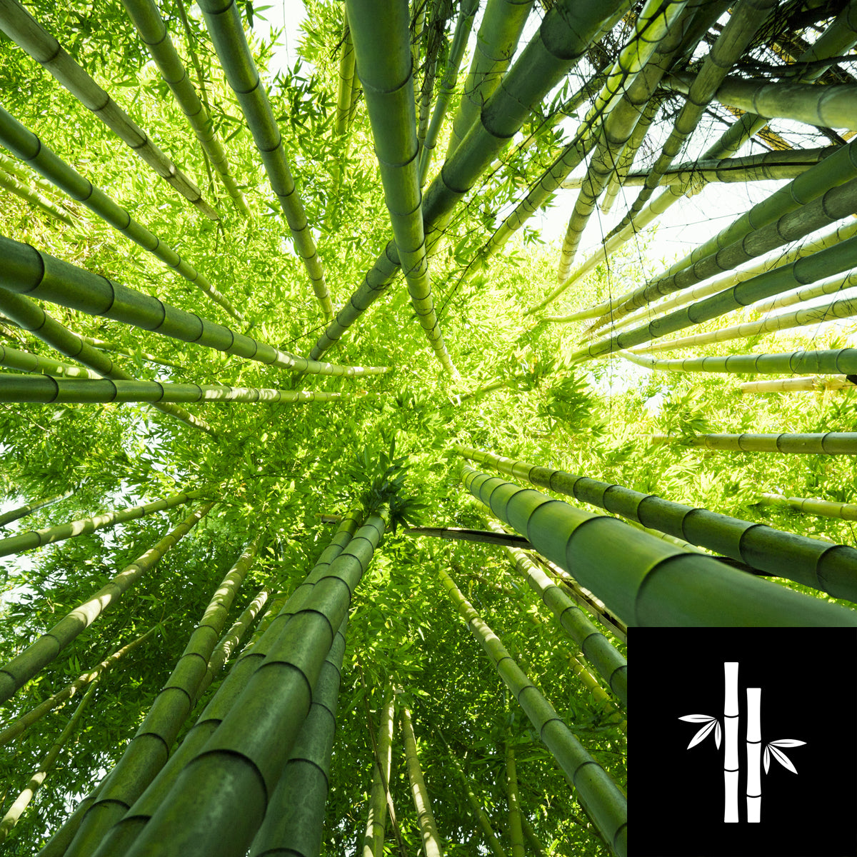 5 Benefits of Bamboo Extract for Hair Out of Regz